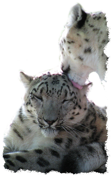 Snow Leopards