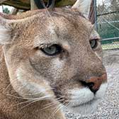 Cougar