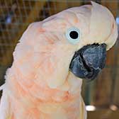 Moluccan Cockatoo