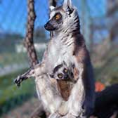 Ring-Tailed Lemurs