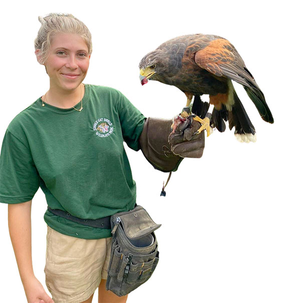 Falconry